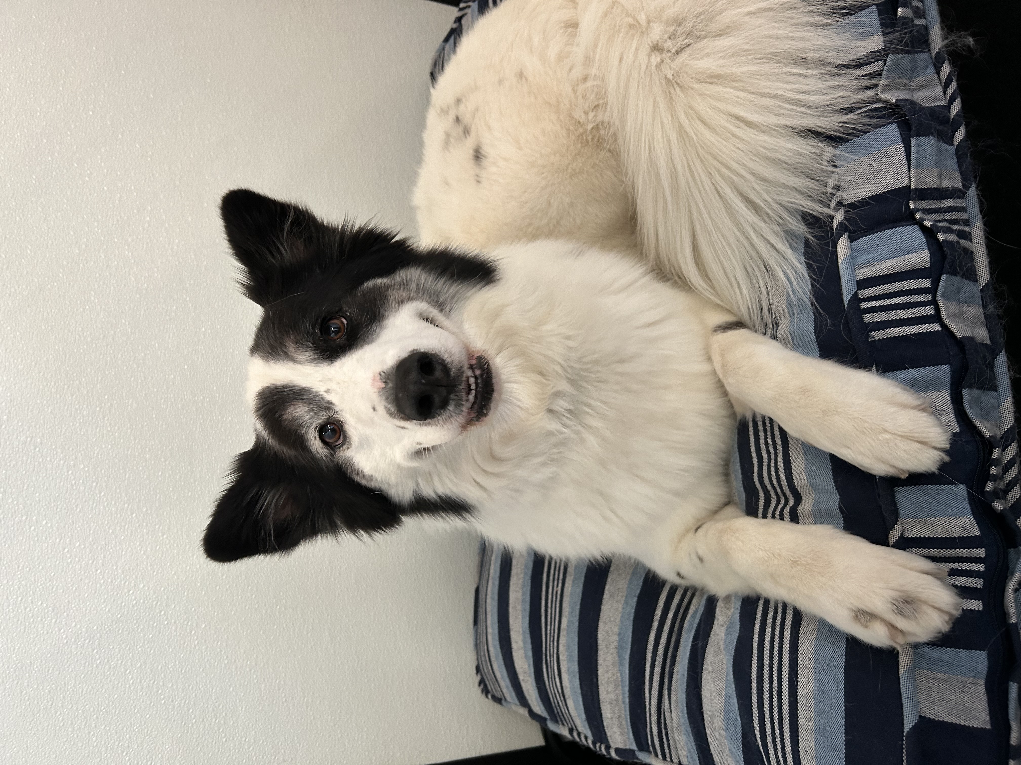 A relaxed dog resting comfortably at Fort Fido